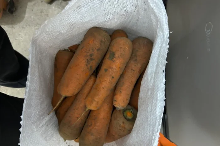 Продам моркву сорт кантон каскад- фото № 5