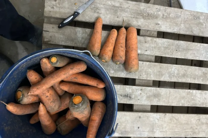 Продам моркву сорт кантон каскад- фото № 6