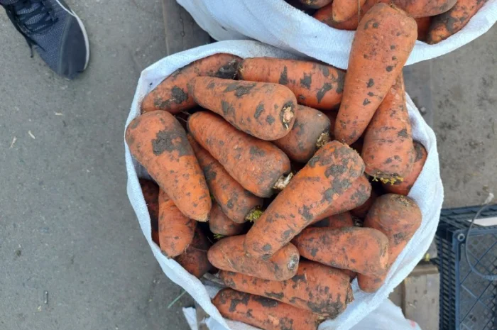 Продам моркву Киев- фото № 1