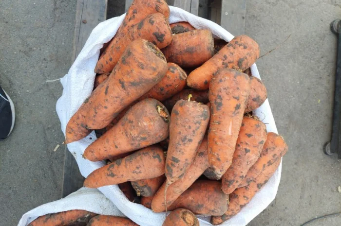 Продам моркву Киев- фото № 2