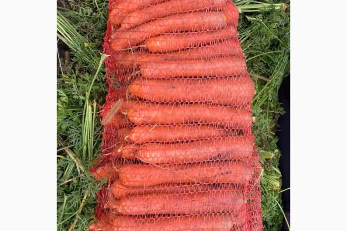 Продам моркву.Золочівський район- фото № 1