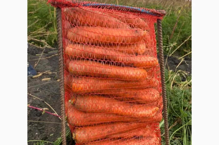 Продам моркву.Золочівський район- фото № 2