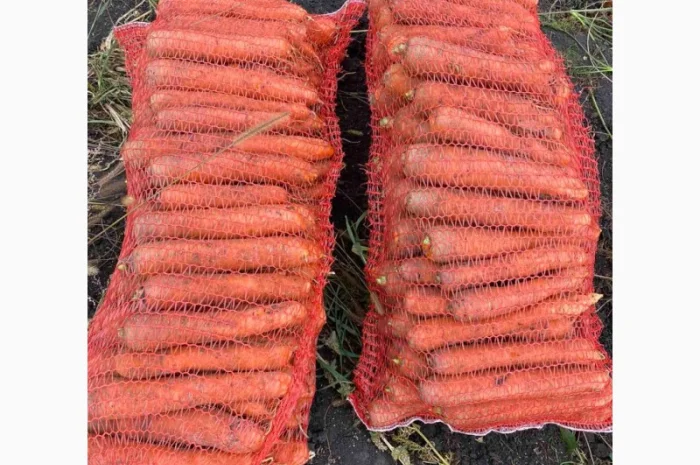 Продам моркву.Золочівський район- фото № 3