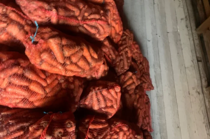 Продам велику моркву- фото № 1