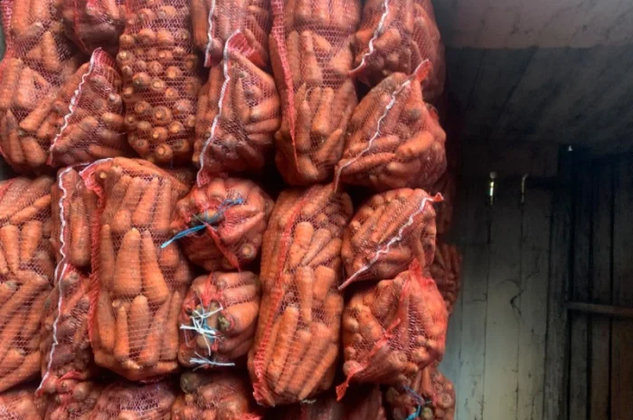 Продам велику моркву- фото № 2