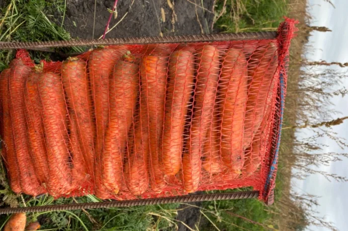 Продам моркву- фото № 1