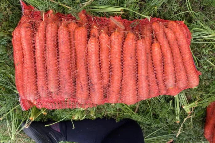 Продам моркву- фото № 2