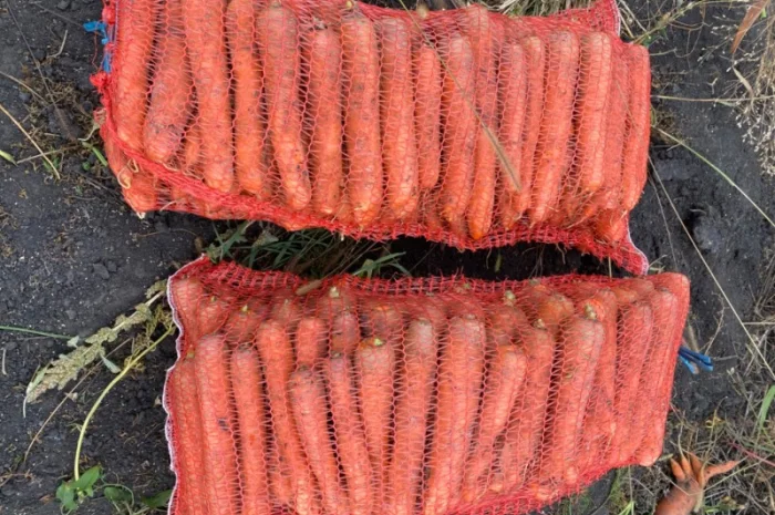 Продам моркву- фото № 3