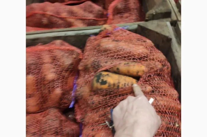 Продам Моркву- фото № 1