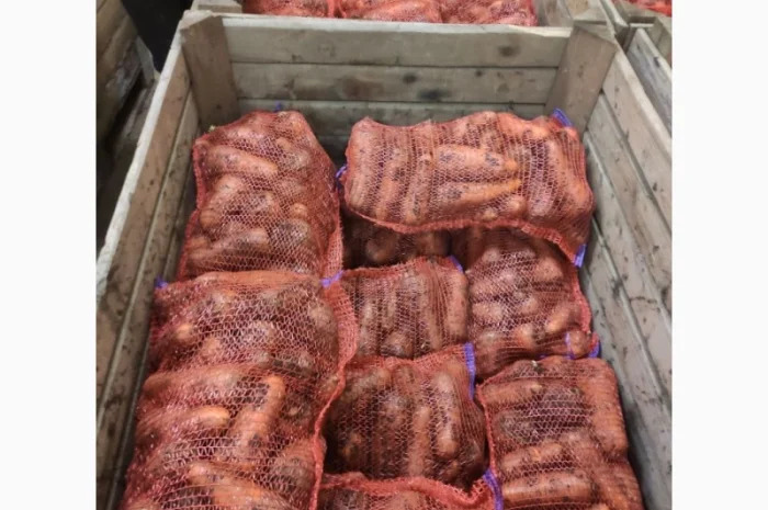 Продам Моркву- фото № 2