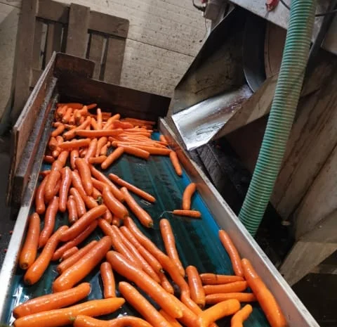 Продам морковь польскую мытую в мешках по 15 кг- фото № 2