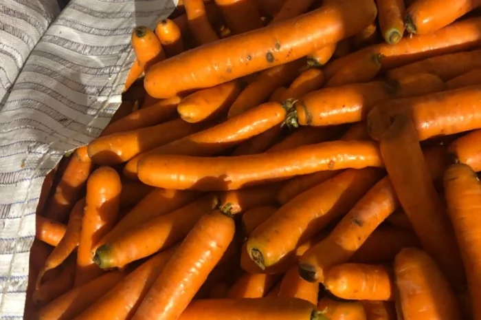 Продам морковь (Нидерланды) 2 сорт в биг бэгах и мешках- фото № 2