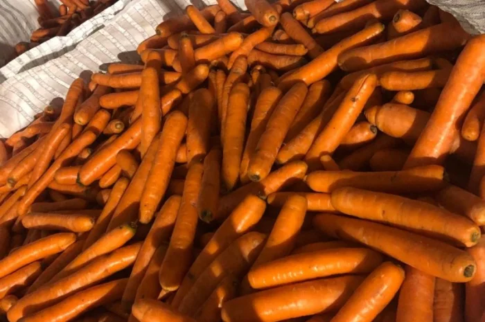 Продам морковь (Нидерланды) 2 сорт в биг бэгах и мешках- фото № 3