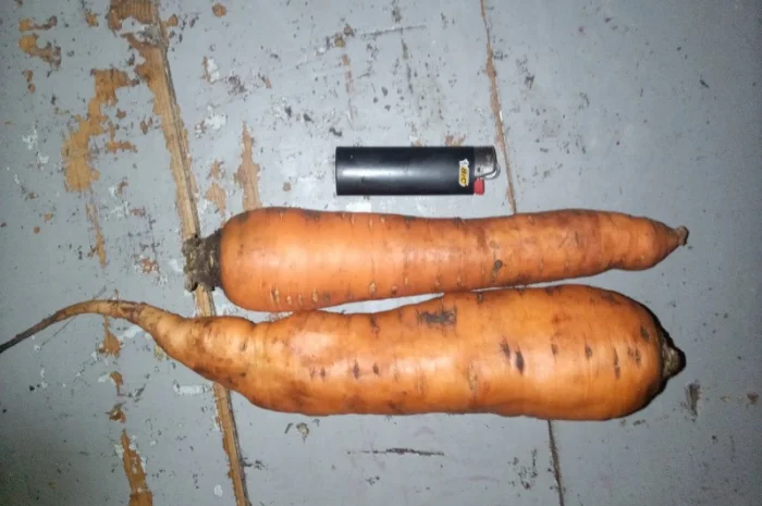 Продам моркву- фото № 2