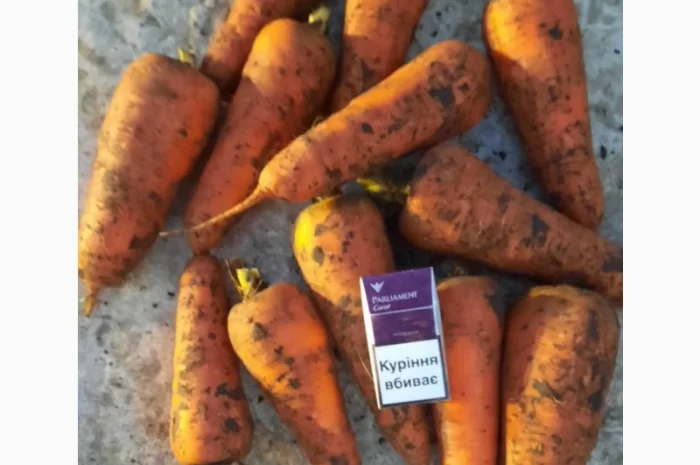 Продам морковь- фото № 1