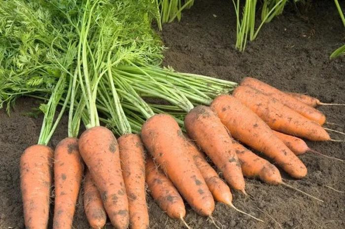 Морква з власного господарства- фото № 1