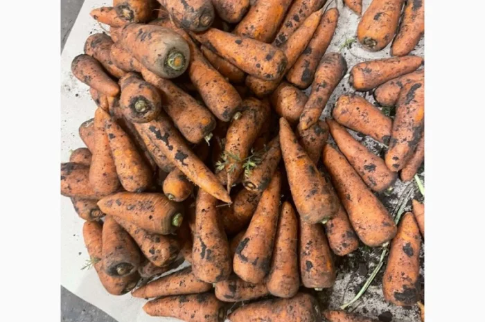 Морква свіжа- фото № 1