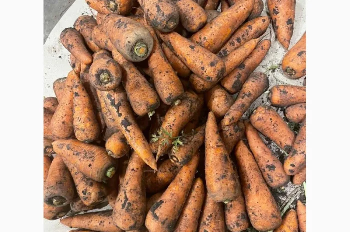 Морква свіжа- фото № 2