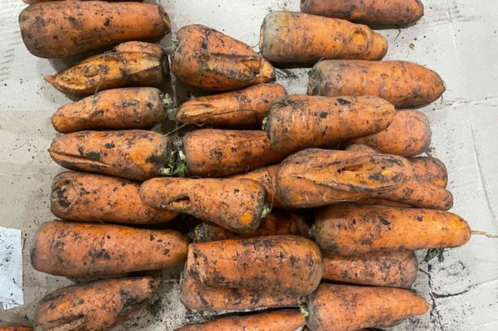 Морква дя переробки- фото № 1