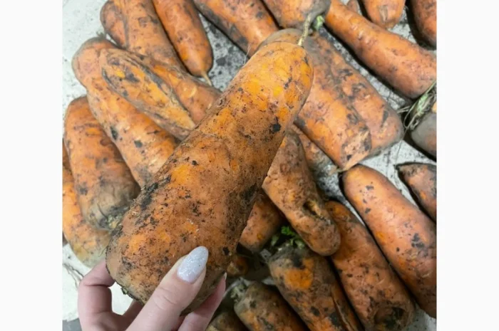 Морква дя переробки- фото № 2