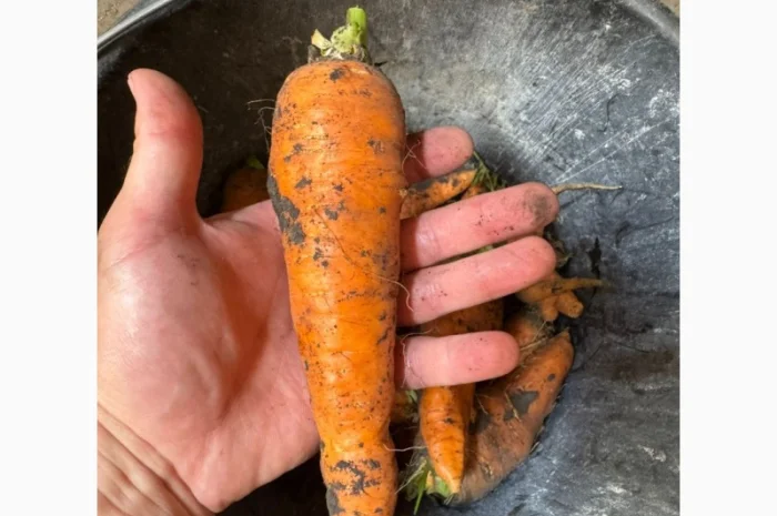 Продажа моркови различных сортов- фото № 1