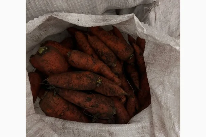 Продам морковь 2й сорт- фото № 4