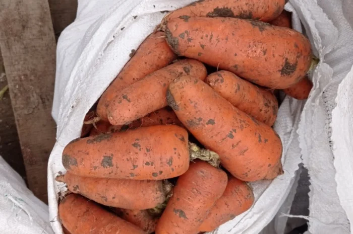 Продам моркву- фото № 1