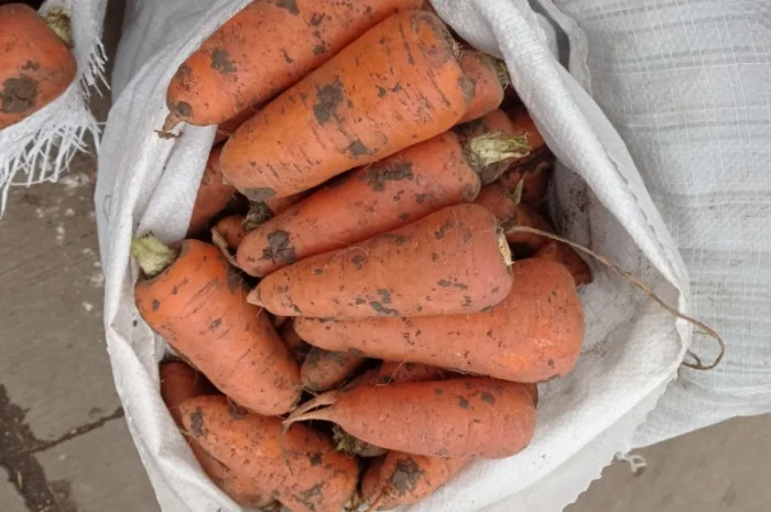 Продам моркву- фото № 2