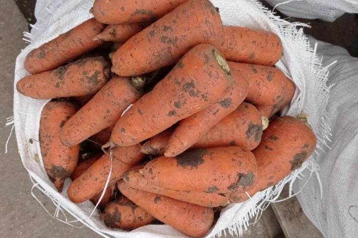 Продам моркву- фото № 3