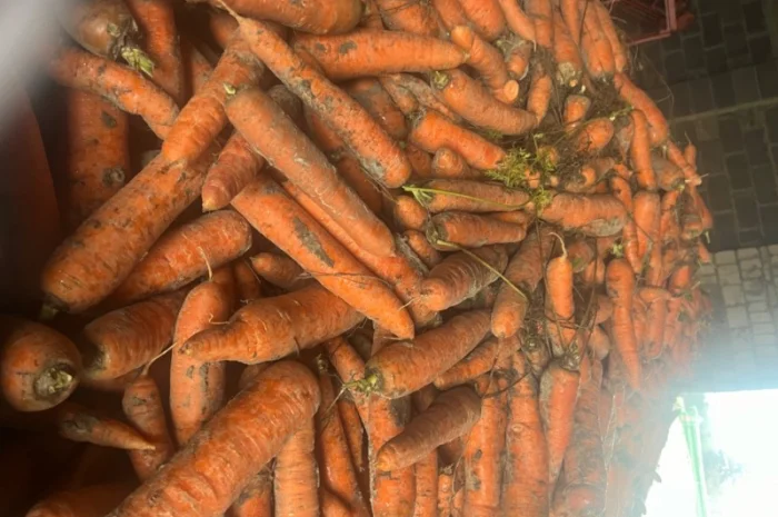 Продам моркву- фото № 1