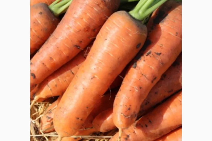 Продам хорошую морковку боливар- фото № 4