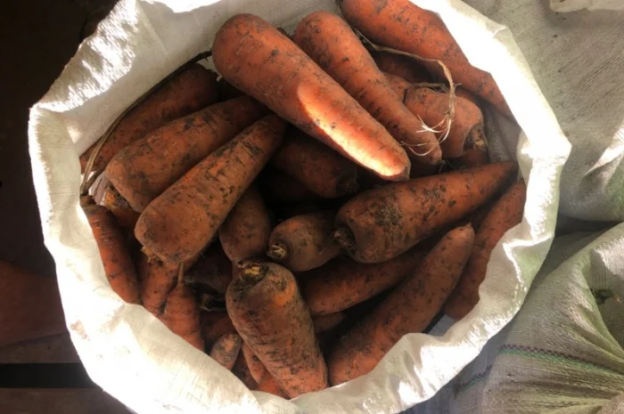 Продам морковку- фото № 1