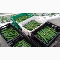 Закупівля огірків колючих та гладких на експорт- фото № 2