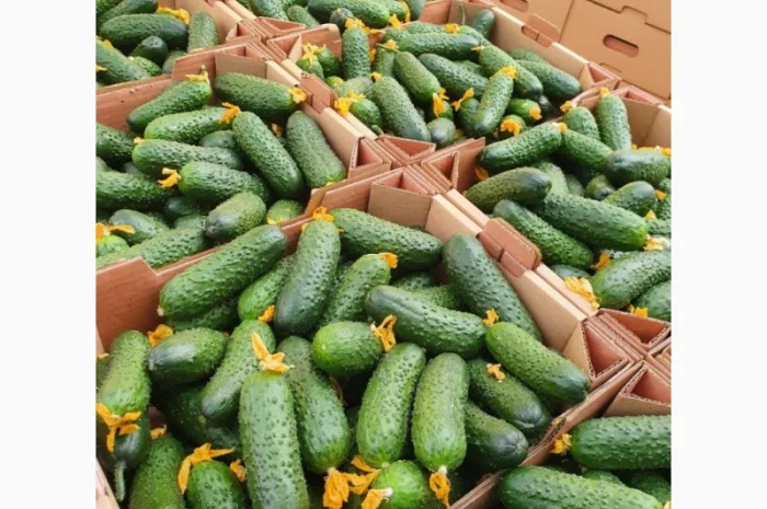 Маю покупців огірків колючего 6-9 см и гладкого на експорт- фото № 1