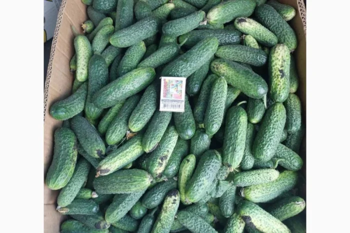 Продам свіжі грунтові огірочки Арктика для свіжого вживання та засолки- фото № 1