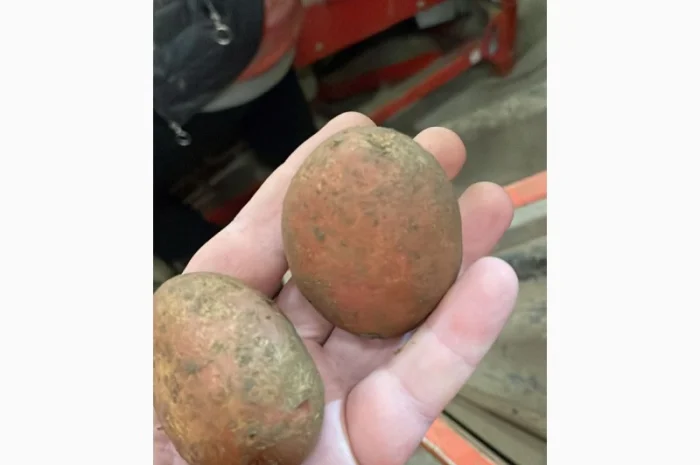 Картопля насіннева. 1 репродукція- фото № 1