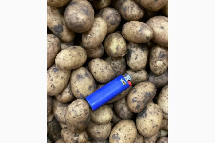 Картопля насіннева. 1 репродукція- фото № 2