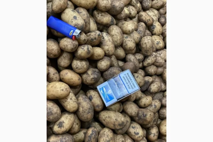 Картопля насіннева. 1 репродукція- фото № 3