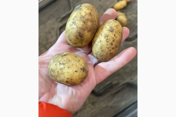 Картопля насіннева. 1 репродукція- фото № 5