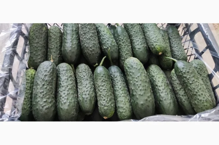 Прямые оптовые продажи Огурцов из Турции- фото № 2