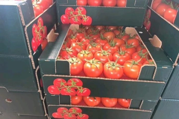 Прямые оптовые продажи Огурцов из Турции- фото № 5