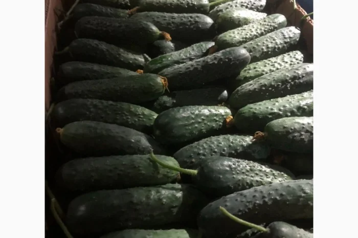 Продам огурцы оптом- фото № 1