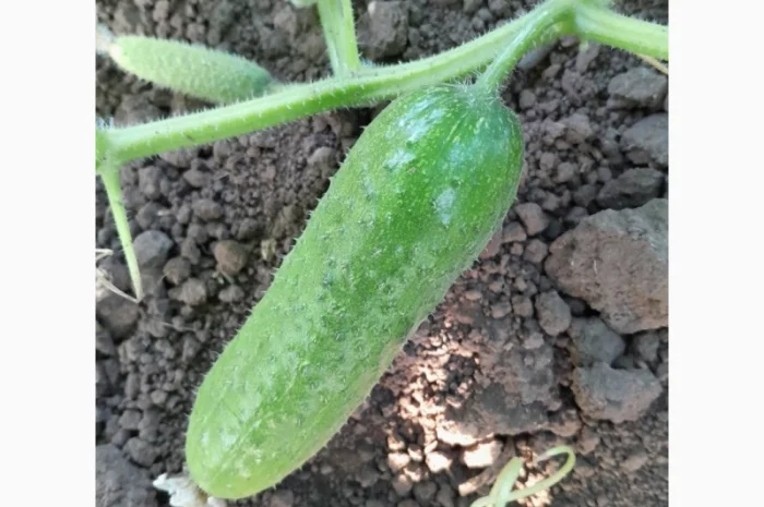 Огурцы полевые корнишон 350 тон- фото № 1