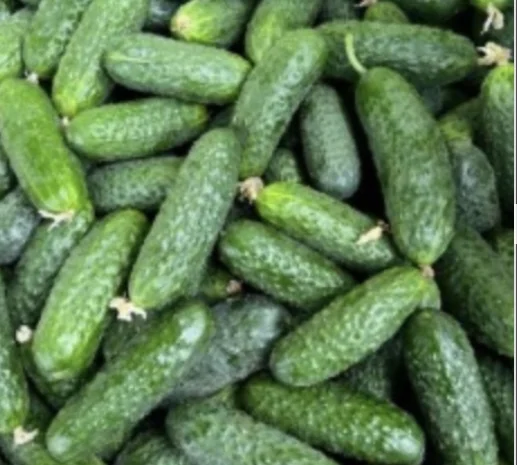 Огурцы полевые корнишон 350 тон- фото № 2