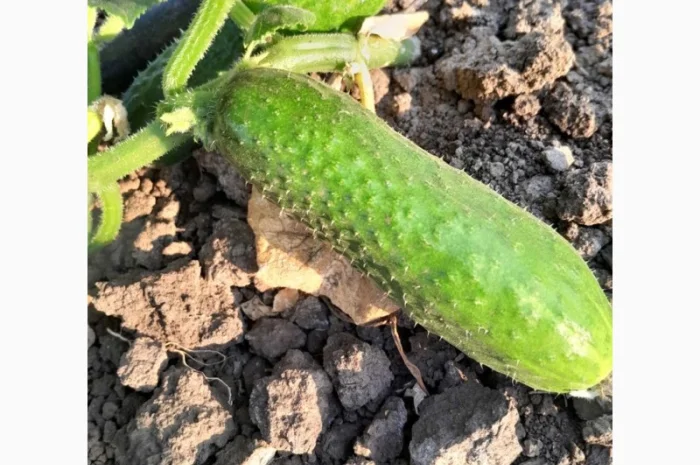 Огурцы полевые корнишон 350 тон- фото № 3