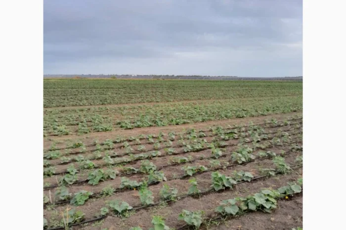 Огурцы полевые корнишон 350 тон- фото № 5