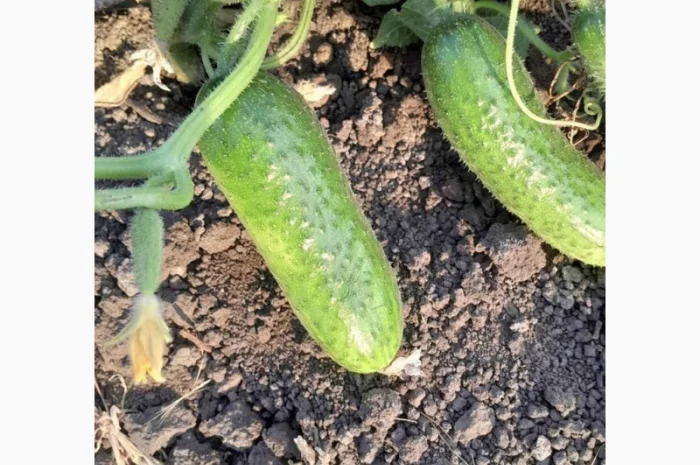 Огурцы полевые корнишон 350 тон- фото № 6