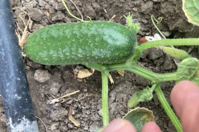 Огурцы полевые корнишон 350 тон- фото № 7