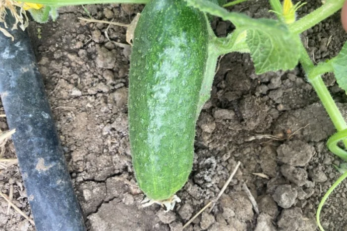 Огурцы полевые корнишон 350 тон- фото № 8