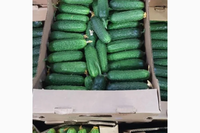 Купимо теплічні огірки оптом по всій Україні- фото № 1